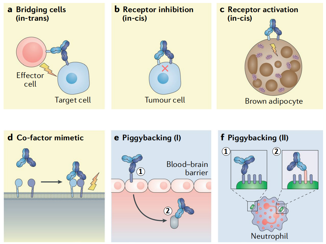 Macrophage-engaging peptidic bispecific antibodies（pBsAbs）for immunotherapy via a facile bioconjugation strategy